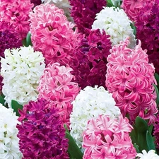 8  ROYAL HYACINTH TRIO Flower Bulb Mixture - REFRESHING & FRAGRANT IN THE GARDEN