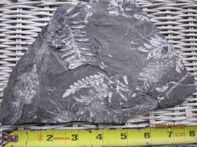 Three species, St. Clair Pennsylvania Fern Fossils, Carboniferous Period