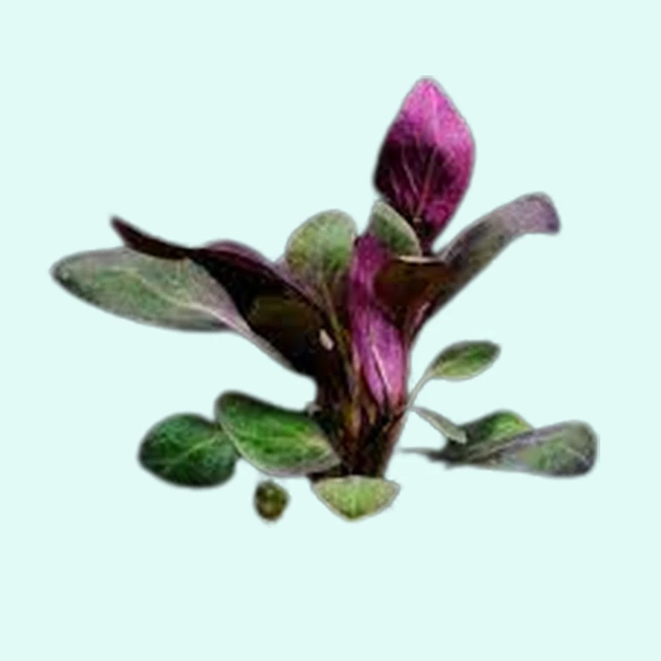 BUY 2 GET 1 FREE | Dwarf Cardinal Easy Live Aquarium Plant (Lobelia Cardinalis) - Imagem 3 de 4