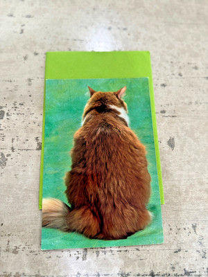 American Greetings You're Nobody 'till You've Been Ignored By A Cat Card