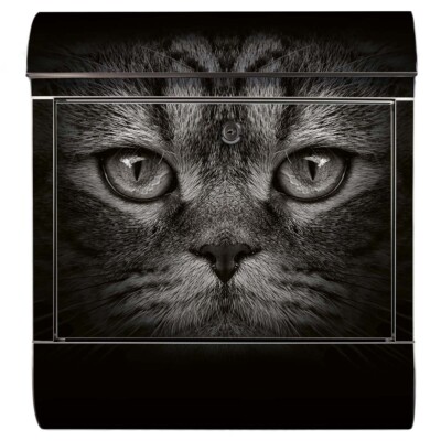 Briefkasten Katze Cat Kitty Kitten Close-Up Gesicht niedlich cute black-white