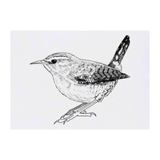 'Wren' Temporary Tattoos / Transfers TO00021991 