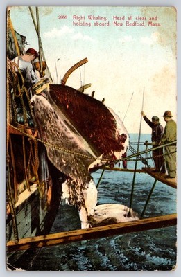 Cutting Up Whale On Whaling Ship Antique Postcard