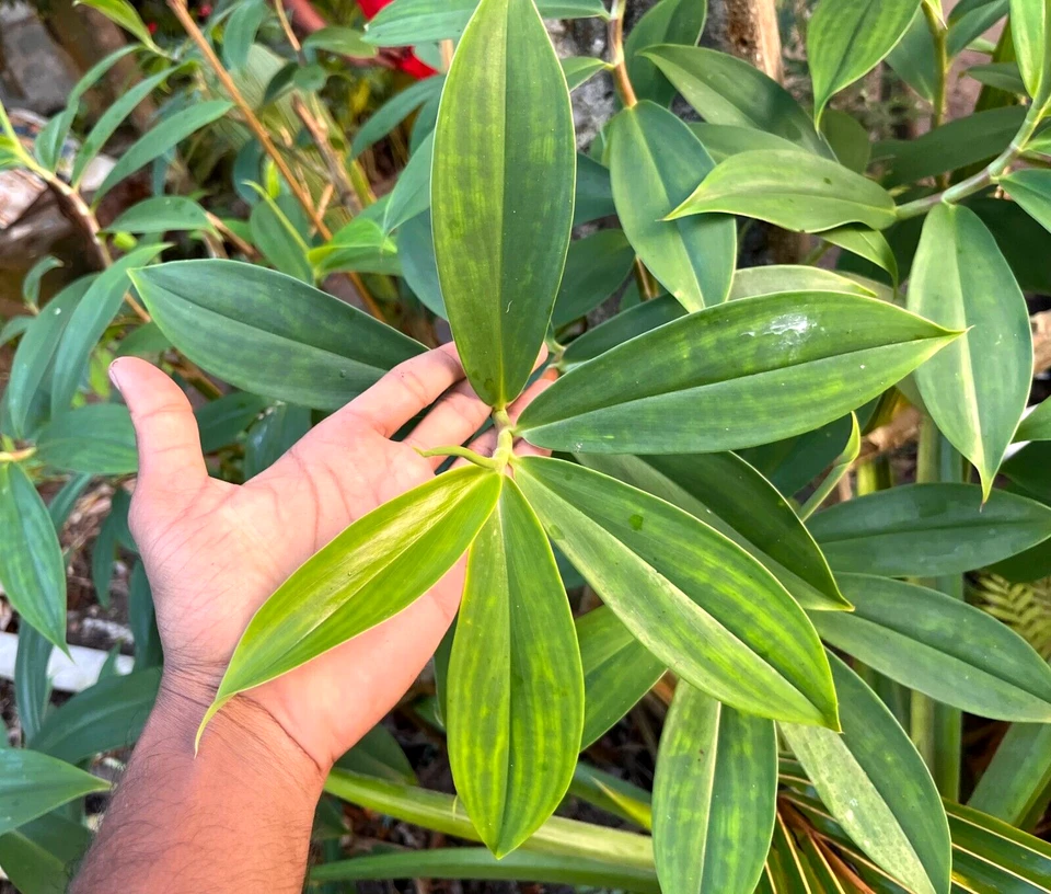 Hojas de plantas de insulina en polvo seco Costus Igneus Thebu orgánico té de hojas naturales Foto 4 de 4