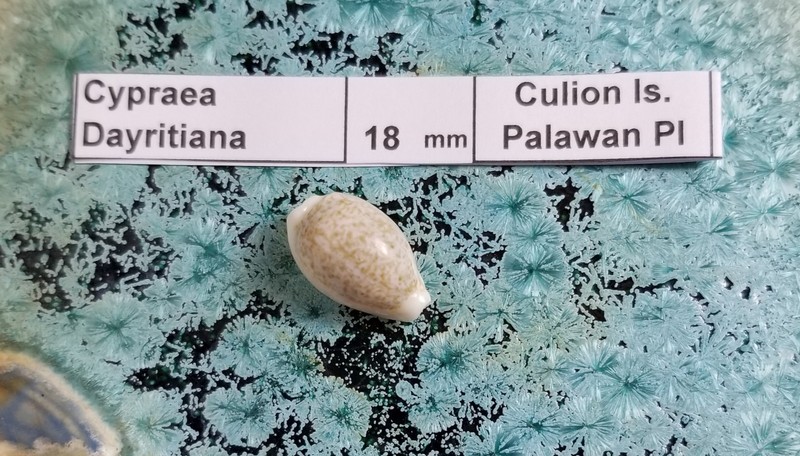 Cypraea Dayritiana Shell Private Collection