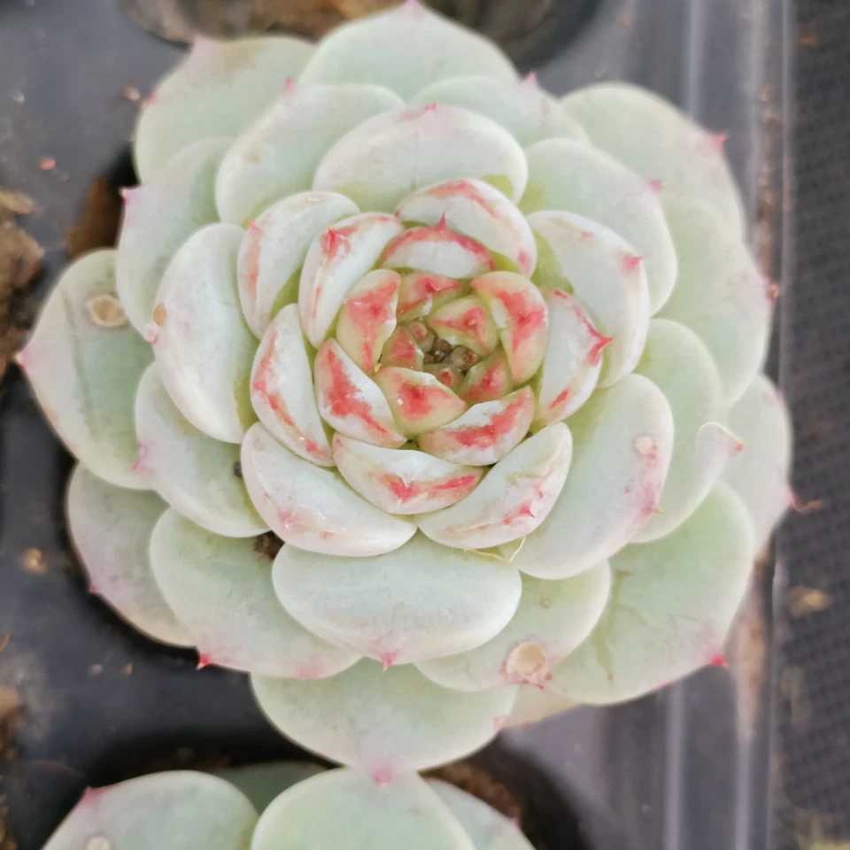 Echeveria 'Red Velvet about 5cm Succulent - Image 2 of 4
