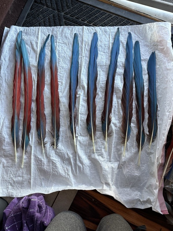 Green Wing Macaw Tail Feathers Red Teal, Naturally Molted  KazooTheMacaw12-20in