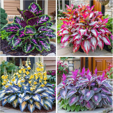 300 Perennial Hosta Seeds for Planting Outdoor Garden