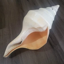 Huge VTG Shell Syrinx Aruanus Australian Trumpet Conch Seashell 17" Sea Shells