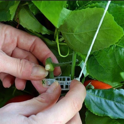 10pcs Garden Vegetables Tomato Vine Stalks Grow Upright Support Plant~ - Picture 13 of 18