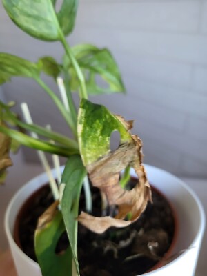 Monstera Adansonii Variegata | eBay.de