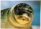 Endangered Specias - Postcard  - Hawaiian Monk Seal - ilio holo I ka uaua — photo 1