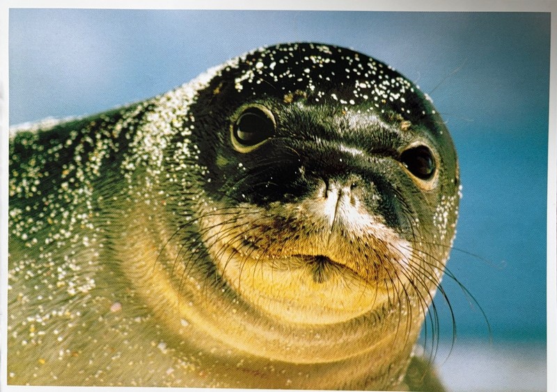 Endangered Specias - Postcard  - Hawaiian Monk Seal - ilio holo I ka uaua
