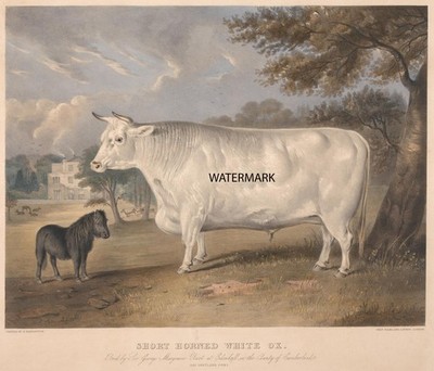 1843 Thomas Fairland - Short Horned White Shetland Pony - Ox 13''x19'' REPRO