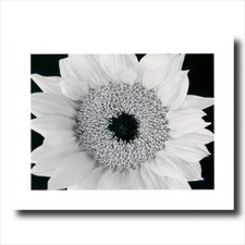 Yellow Sunflower B/W Photo Wall Picture 16x20 Art Print
