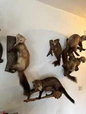 4  Präparierte  Marder 