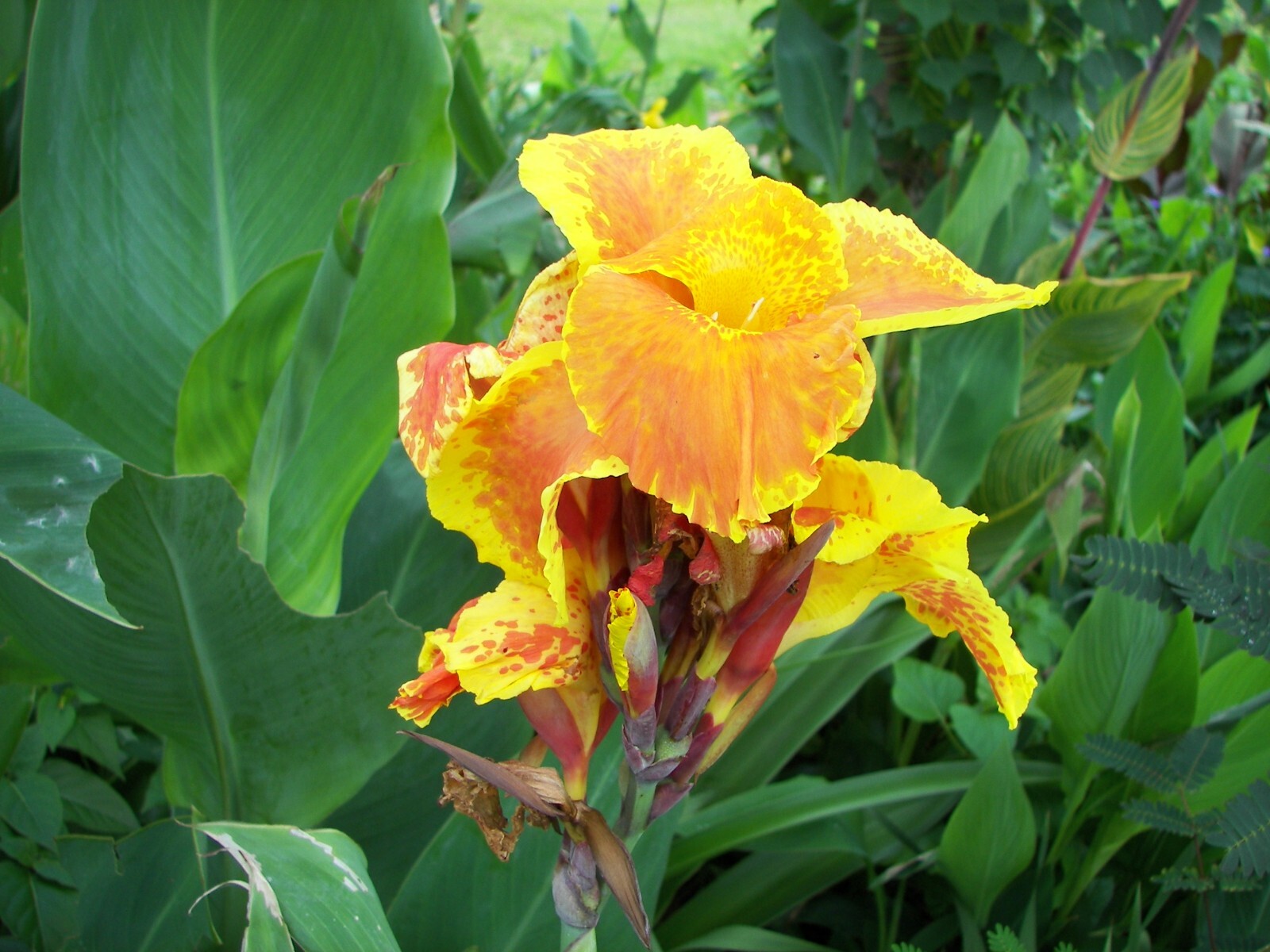 10 Orange and Yellow Canna Lily Bulbs eBay