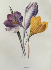Antique Print c1900 – “Crocus” by F. E. Hulme – Botanical Garden Flower Artwork