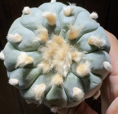 Multi-Heads Variegated Succulent Plant – Indoor/Outdoor – WYSIWYG (Plant #14)