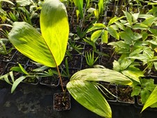 Carpentaria acuminata - 11 cm Pot Palm Seedling