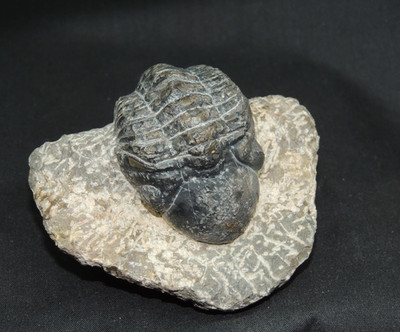 Devonian Phacops Fossil Trilobite 2 3/4'' wide (t-3)