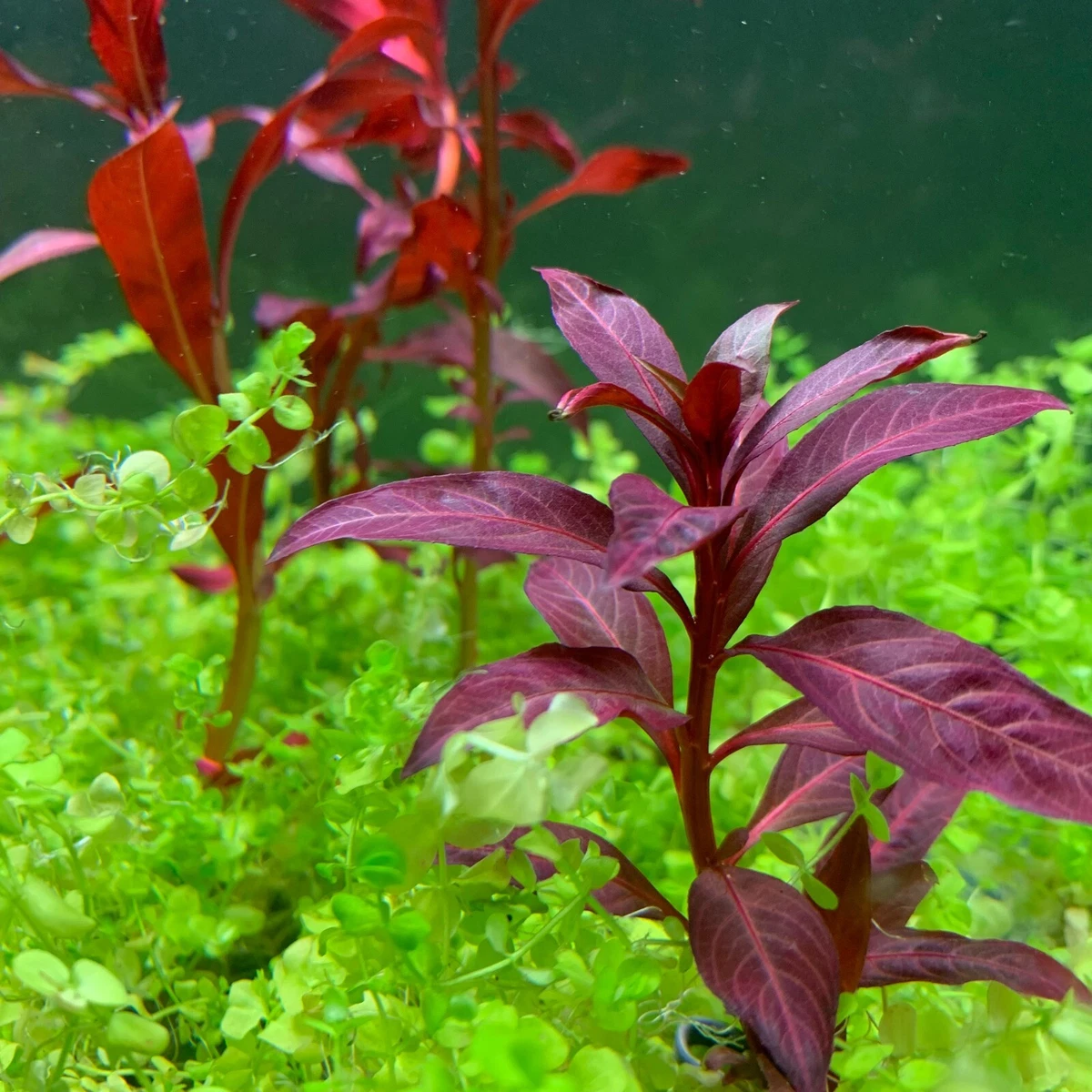 Ludwigia Peruensis B2G1FREE Red Glandulosa Live Aquarium Potted Plant | eBay