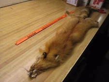 Tanned Red Fox Hide - Craft Grade DAMAGED or WEAK FUR #00002045 Row A-2