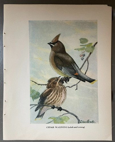 Vintage Illustration Zeder Wachsflügel Farbdruck von Allan Brooks 1934 Natty Bird!