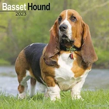 Basset Hound Calendar - Dog Breed Calendars - 2022 - 2023 wall calen - VERY GOOD