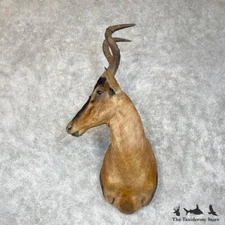 #28336 P | Red Hartebeest Shoulder Taxidermy Mount For Sale