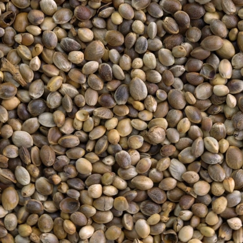 Hanfsamen Hanfsaat 20kg Angelhanf Vogelfutter Winterstreufutter Ernte 2023 20 kg - Video 1 von 1