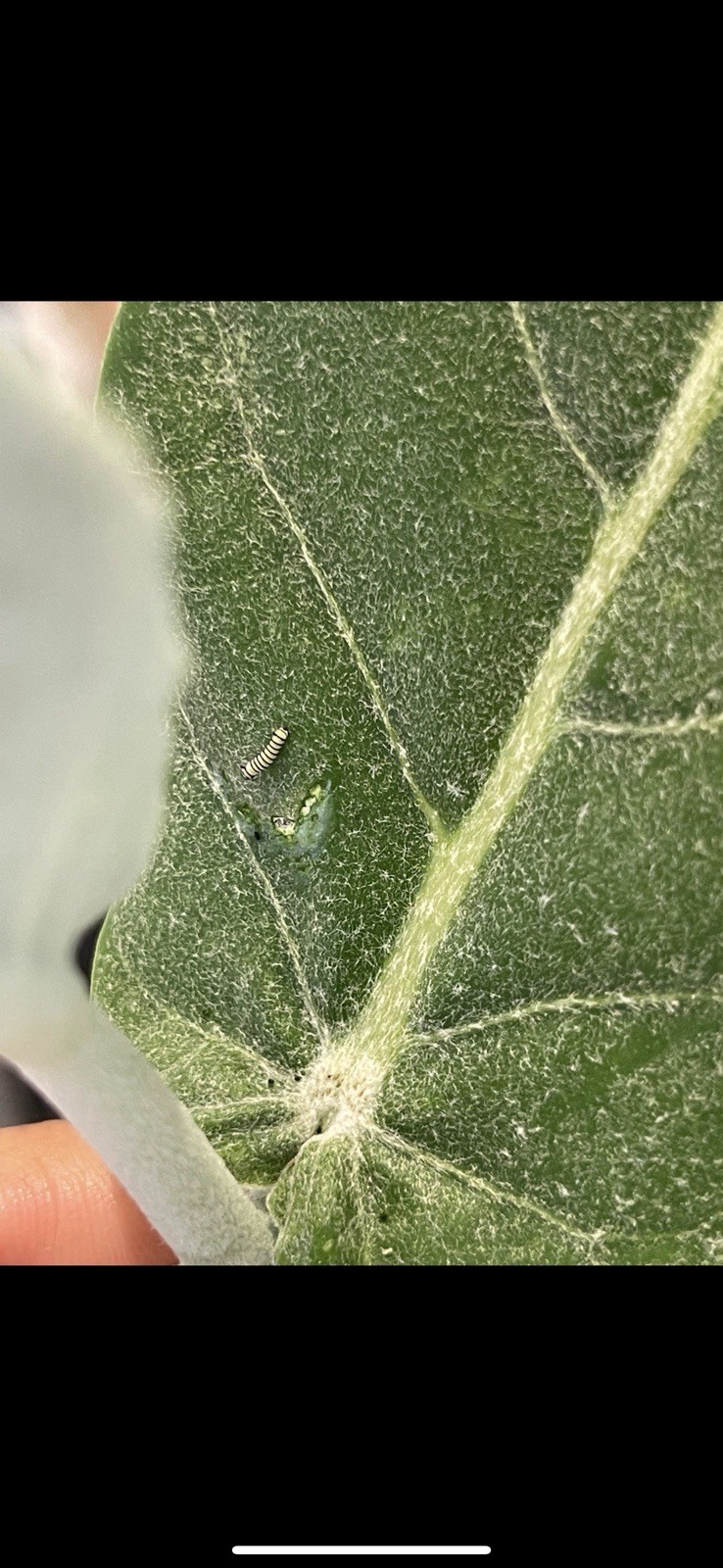 30 calotropis Gigantea Leaves Crown Flower Giant Milkweed 