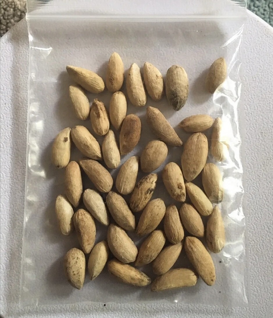 wildflower seeding All Perennial Wildflower Seed Mix