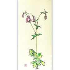 Original Watercolor Botanical Flower Art Columbine Aquilegia Painting Wall Decor