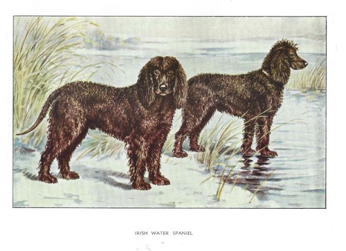 1930 Art Francois Castellan France Dog Watercolor Print IRISH WATER SPANIEL