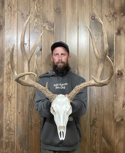 Dark Perfect 5x5 Mule Deer Antler Horn Fake Skull Mount Taxidermy Rack ...