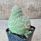 Picture 3 of 4