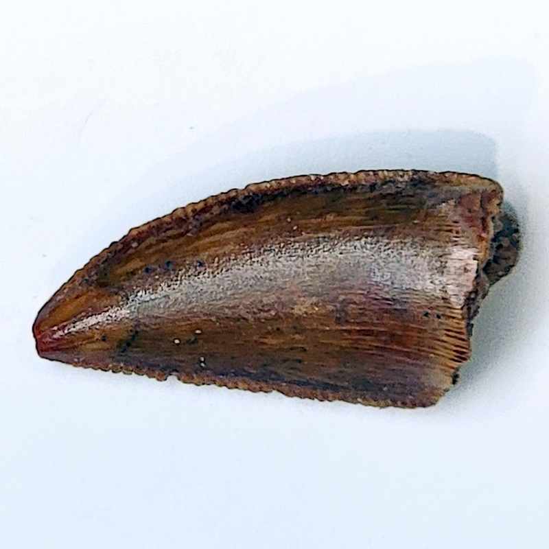 Foto 1 di 3