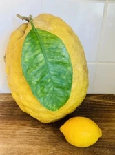 9 Pound Lemon, rooted plant, shipped in container with soil