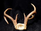 Deer Antler Rack Scull Cap 7-10 Point Lot D — photo 6