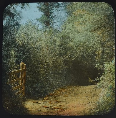 Foto A DEVONSHIRE LANE NEAR ILFRACOMBE C1890 Magic Lantern Dia BAUMSTUDIE