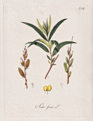 Willow willow tree tree plant botany botany Kerner copperplate 1793