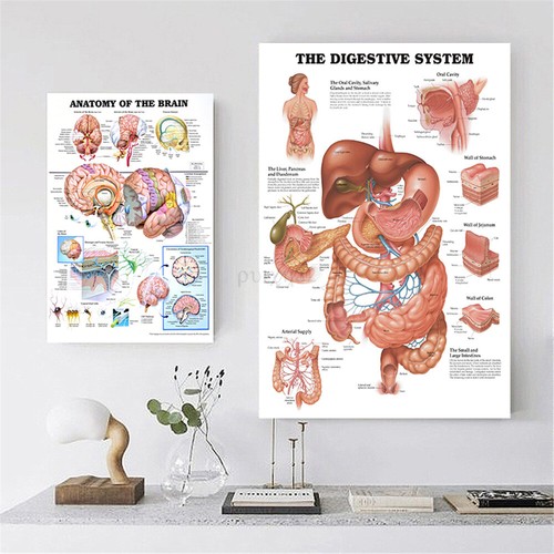 Medical Education Picture Skeletal System Human Body Brain Anato my Silk Poster✔ - Picture 2 of 42