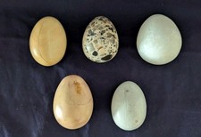 A Collection of 5  Polished Stone / Onyx Decorative Eggs of Various Sizes