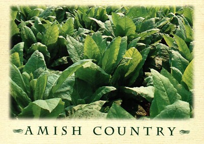 lancaster leaf tobacco lancaster pa Postcard Lancaster County Pennsylvania Tobacco