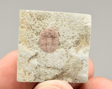 Trilobite Fossil (Ampyxina bellatula) - Pike Co., Missouri