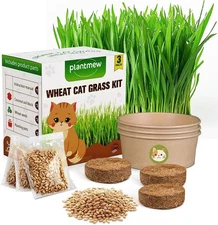 Cat Grass for Indoor Cats - Cat Grass Seeds Kit - Organic Cat Grass Growing Kit