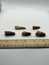 Spinosaurus 1.25”-2” TOOTH Lot Teeth Dinosaur Fossil before T Rex Cretaceous F68