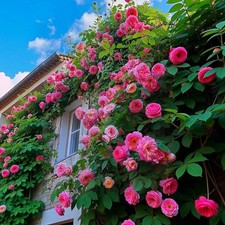 200 Pink Climbing Rose Seeds for Planting Outdoors Ornamental Vine Seeds