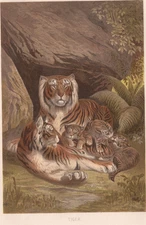 1883 Brehm Thierleben Chromolithograph Tiger Tigress Cubs Original Color Plate